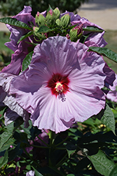 Summerific Lilac Crush Hibiscus (Hibiscus 'Lilac Crush') at Lakeshore Garden Centres