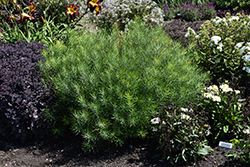 String Theory Blue Star (Amsonia 'String Theory') at Lakeshore Garden Centres