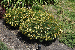 Sizzle And Spice Sassy Saffron Tickseed (Coreopsis verticillata 'Sassy Saffron') at Stonegate Gardens