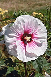 Angel Eyes Hibiscus (Hibiscus 'Angel Eyes') at Lakeshore Garden Centres