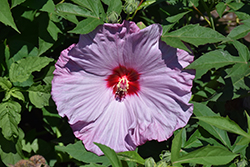 Summerific Lilac Crush Hibiscus (Hibiscus 'Lilac Crush') at Lakeshore Garden Centres