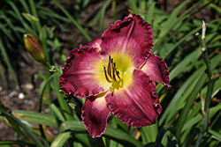 Blood Sweat And Tears Daylily (Hemerocallis 'Blood Sweat And Tears') at Lakeshore Garden Centres