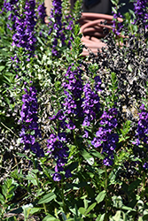 Pike's Peak Purple Beard Tongue (Penstemon x mexicali 'Pike's Peak Purple') at Lakeshore Garden Centres