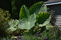 Thailand Giant Elephant Ear (Colocasia gigantea 'Thailand Giant') at Lakeshore Garden Centres