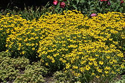 American Gold Rush Coneflower (Rudbeckia 'American Gold Rush') at Lakeshore Garden Centres