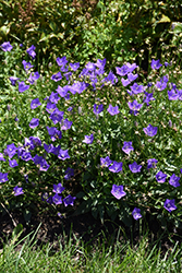 Violet Teacups Bellflower (Campanula carpatica 'Violet Teacups') at Stonegate Gardens