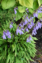 Party Streamers Hosta (Hosta 'Party Streamers') at Lakeshore Garden Centres