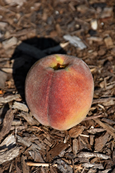 Bailey Hardy Peach (Prunus persica 'Bailey Hardy') at Lakeshore Garden Centres