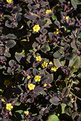 Firefly Loosestrife (Lysimachia congestiflora 'Firefly') at Lakeshore Garden Centres