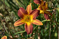 EveryDaylily Red Ribs Daylily (Hemerocallis 'VER00322') at Lakeshore Garden Centres