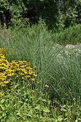 Scout Maiden Grass (Miscanthus sinensis 'M77') at Lakeshore Garden Centres