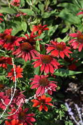 Artisan Red Ombre Coneflower (Echinacea 'PAS1257973') at Lakeshore Garden Centres