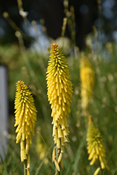 Glow Stick Torchlily (Kniphofia uvaria 'KLEKN22193') at Lakeshore Garden Centres