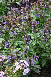 Prelude Blue Catmint (Nepeta subsessilis 'Balneplud') at Stonegate Gardens