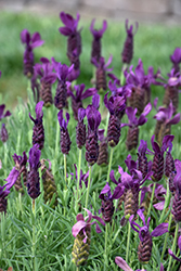 Primavera Lavender (Lavandula stoechas 'Anouk Deluxe 1225') at Stonegate Gardens