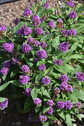 Chrysalis Purple Butterfly Bush (Buddleia 'Balchryurp') at Stonegate Gardens