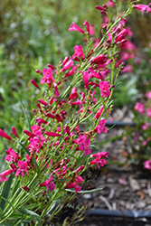 Pristine Deep Rose Beardtongue (Penstemon barbatus 'Pristine Deep Rose') at Lakeshore Garden Centres