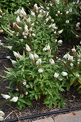 Chrysalis White Butterfly Bush (Buddleia 'Balchryite') at A Very Successful Garden Center