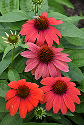Artisan Red Ombre Coneflower (Echinacea 'PAS1257973') at A Very Successful Garden Center