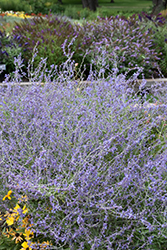 Crazy Blue Russian Sage (Perovskia atriplicifolia 'Crazy Blue') at Lakeshore Garden Centres