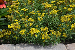 Yellow Diamonds Stonecrop (Sedum middendorfianum 'Yellow Diamonds') at A Very Successful Garden Center