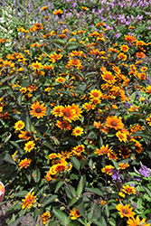 Summer Eclipse False Sunflower (Heliopsis helianthoides 'Summer Eclipse') at Stonegate Gardens