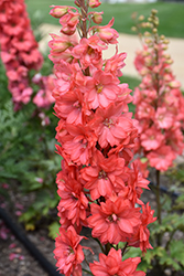 Red Lark Larkspur (Delphinium 'Red Lark') at Lakeshore Garden Centres