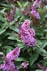 Chrysalis Pink Butterfly Bush (Buddleia 'Balchryink') at Lakeshore Garden Centres