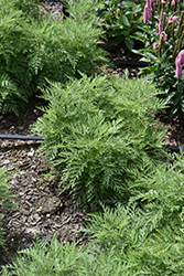 SunFern Arcadia Russian Wormwood (Artemisia gmelinii 'Balfernarc') at Lakeshore Garden Centres