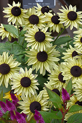 August Glow Coneflower (Rudbeckia 'VPRU17/ 04') at Lakeshore Garden Centres