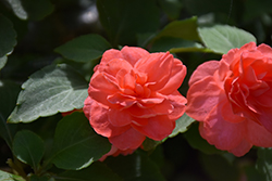 Glimmer Salmon Double Impatiens (Impatiens 'Balglimsal') at Lakeshore Garden Centres