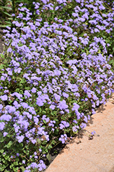 Aguilera Sky Blue Flossflower (Ageratum houstonianum 'Aguilera Sky Blue') at Stonegate Gardens