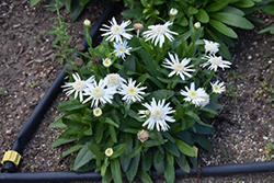 Carpet Angel Daisy (Leucanthemum x superbum 'Carpet Angel Daisy') at Lakeshore Garden Centres