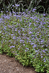 Blue Horizon Flossflower (Ageratum 'Blue Horizon') at Lakeshore Garden Centres