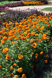 Xochi Orange Marigold (Tagetes erecta 'Xochi Orange') at Stonegate Gardens