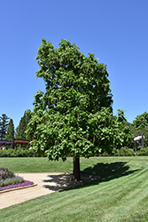 Northern Catalpa (Catalpa speciosa) at Lakeshore Garden Centres