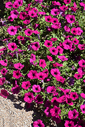 Wave Purple Classic Petunia (Petunia 'Wave Purple Classic') at Stonegate Gardens