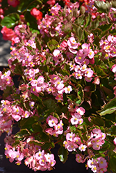 Hula Pink Begonia (Begonia 'PAS1350209') at Stonegate Gardens