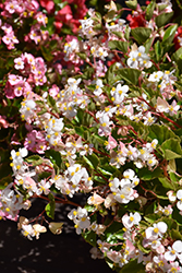 Hula Blush Begonia (Begonia 'PAS1568925') at Stonegate Gardens