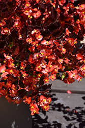 Hula Red Begonia (Begonia 'PAS1438024') at Stonegate Gardens