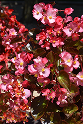 Viking Pink on Chocolate Begonia (Begonia 'Viking Pink on Chocolate') at Stonegate Gardens