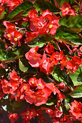 Viking Explorer Red on Green Begonia (Begonia 'Viking Explorer Red on Green') at Lakeshore Garden Centres