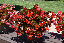 Whopper Red Bronze Leaf Begonia (Begonia 'Whopper Red Bronze Leaf') at Lakeshore Garden Centres