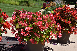 Whopper Rose Green Leaf Begonia (Begonia 'Whopper Rose Green Leaf') at Lakeshore Garden Centres