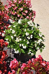 Megawatt White Green Leaf Begonia (Begonia 'PAS1472507') at Lakeshore Garden Centres