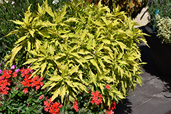 FlameThrower Salsa Verde Coleus (Solenostemon scutellarioides 'UF14-24-1') at Stonegate Gardens