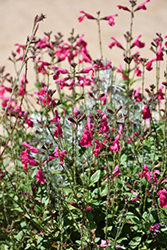 Mirage Hot Pink Autumn Sage (Salvia greggii 'Balmirhopi') at Stonegate Gardens