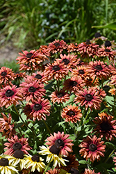 August Flame Coneflower (Rudbeckia 'VPRU17/ 16') at A Very Successful Garden Center