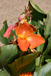 CannaSol Happy Cleo Canna (Canna 'CannaSol Happy Cleo') at Stonegate Gardens