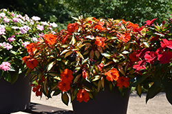 SunPatiens Vigorous Tropical Orange New Guinea Impatiens (Impatiens 'SAKIMP055') at Lakeshore Garden Centres